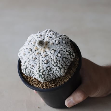 astrophytum  asterias / スーパー兜 (3.5号鉢)  no.913/8