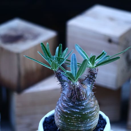パキポディウム  グラキリス ／Pachypodium  gracilius     no.103154