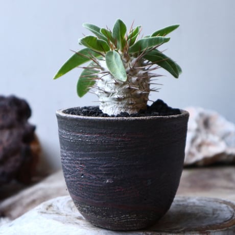 パキポディウム   ナマクアナム  光堂  Pachypodium namaquanum  no.91525