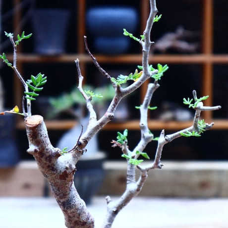 コミフォラ モンストローサ／Commiphora monstrosa   no.50208