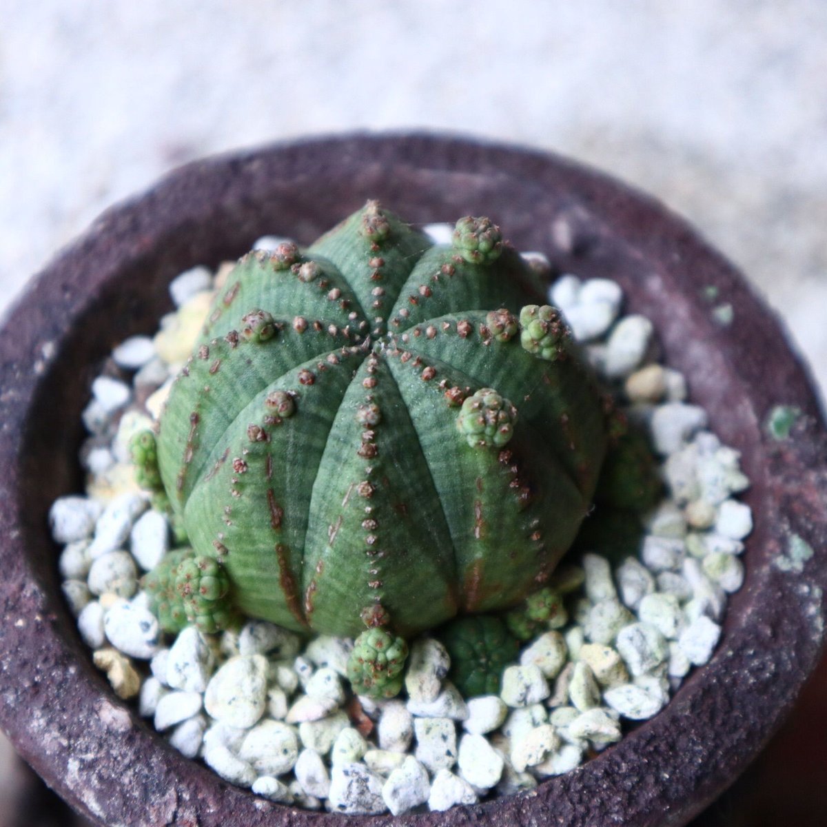 ユーフォルビア 子吹きオベサ no.101411 | 芽の巣山