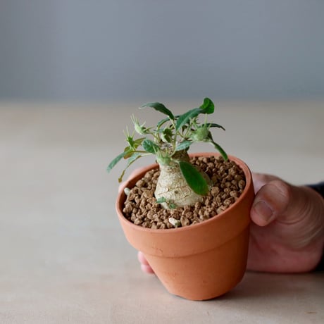 Dorstenia foetida × YAMABACHI (3号)  no.104/18