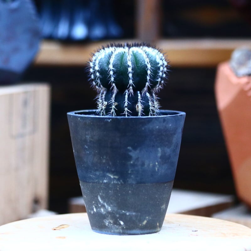 ユーベルマニア プセウドペクチニフェラ／Uebelmannia pectinifera var