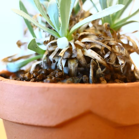 YAMABACHI × Othonna retororsa     no.102251