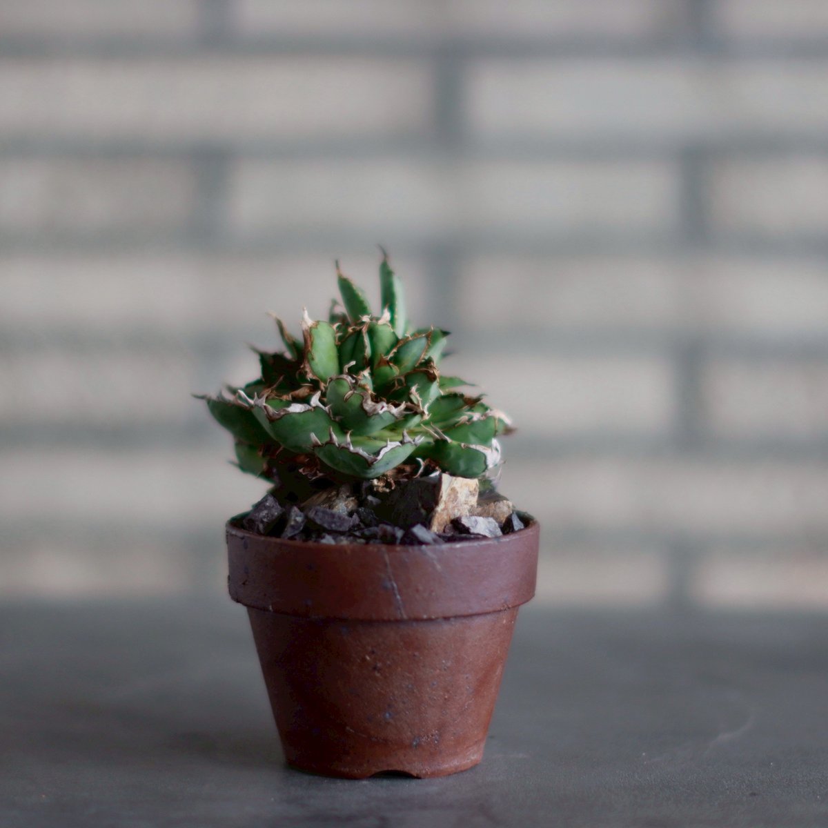 鉢付き　アガべチタノタ　フィリグリーデビル　US株Agave titanota 鉢付き アガべチタノタ フィリグリーデビル US株Agave titanota アガベ