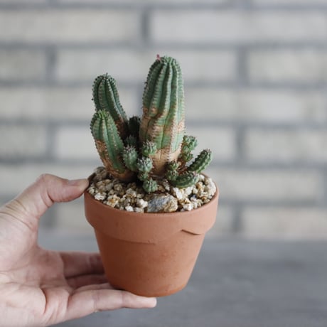Euphorbia submammillaris (サブマミラリス) / T.W. × YAMABACHI (3号) no.329/22