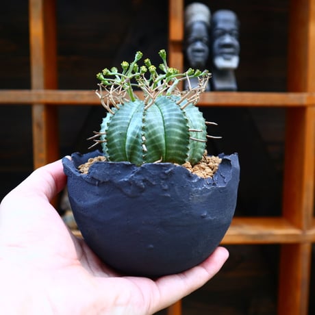 ユーフォルビア  バリダ♂／Euphorbia valida    no.60555