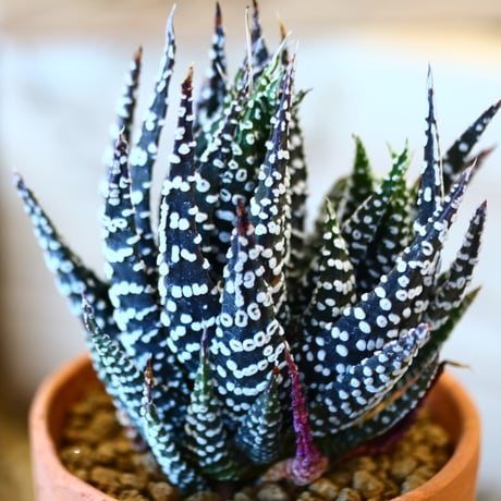 Haworthia papillosa  × YAMABACHI    no.10799