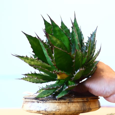 Agave horrida / Style of Chika   no.1015/29