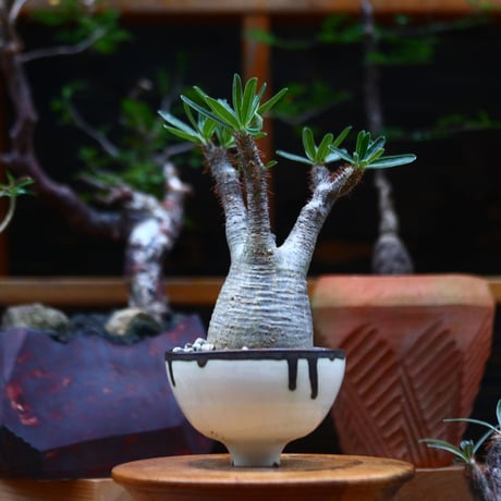 パキポディウム  グラキリス ／Pachypodium  gracilius     no.101030