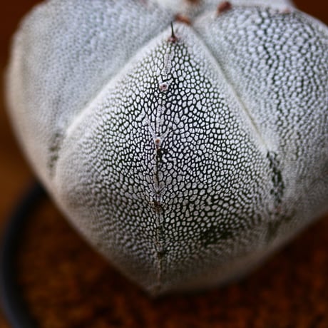 アストロフィツム  恩塚ランポー玉  / Astrophytum myriostigma cv.  no.22661