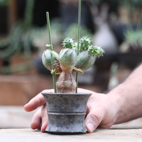 ユーフォルビア  オベサ hyb. ／Euphorbia obesa  hyb.  no.103064