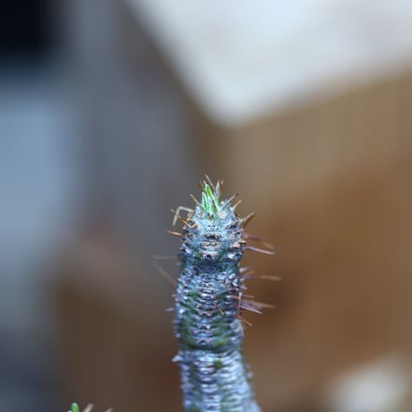 パキポディウム  グラキリス／Pachypodium  gracilius    no.30635