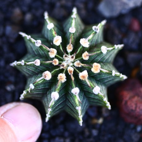 ギムノカリキウム   フィードリッフィーLB2178／Gymnocalycium friedrichii    no.121209