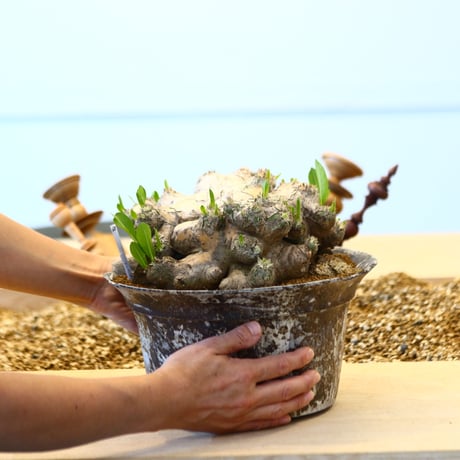 たけろうポット × Pachypodium brevicle    no.72368
