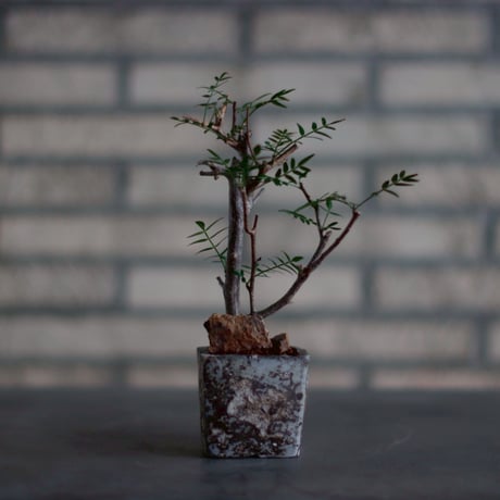 Bursera microphylla  × takero pot (2号)  no.830-13