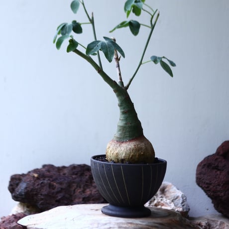 アデニア   グラウカ    Adenia glauca   no.002