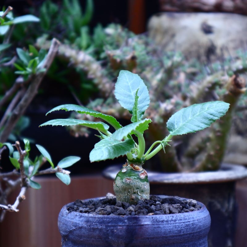 ドルステニア フォエチダ／Dorstenia foetida no.60630 | 芽の巣山