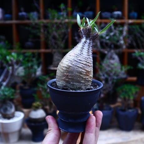 パキポディウム  グラキリス／Pachypodium  gracilius       no.81502
