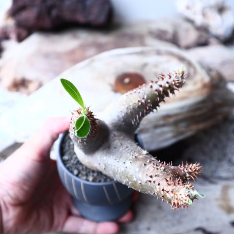パキポディウム  マカイエンセ    Pachypodium Makayense  no72123