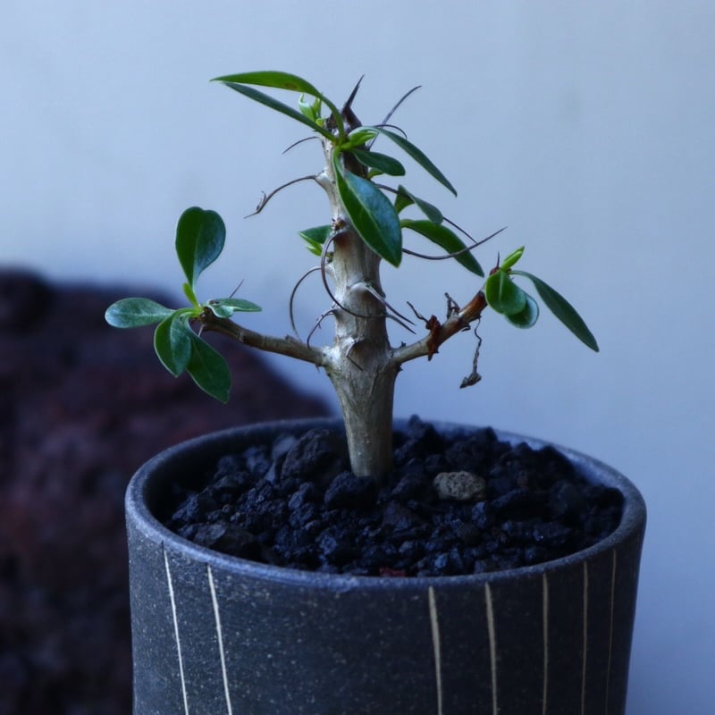 フォークイエリア フォルモサ Fouquieria formosa no.72810