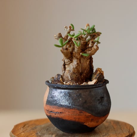 Ceraria pygmaea × N/OH (3号)  no.118/29