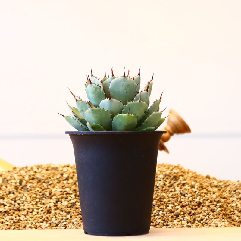 アガベ ポタトラム / Agave potatorum no.42316 | 芽の巣山