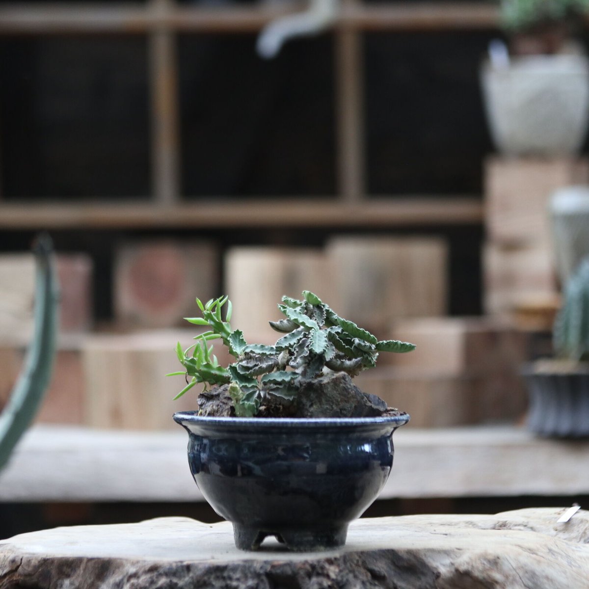 ユーフォルビア デカリー／Euphorbia decaryi no.111371 | 芽の巣山