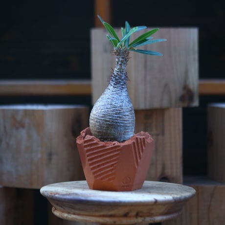 パキポディウム  グラキリス／Pachypodium  gracilius    no.121248