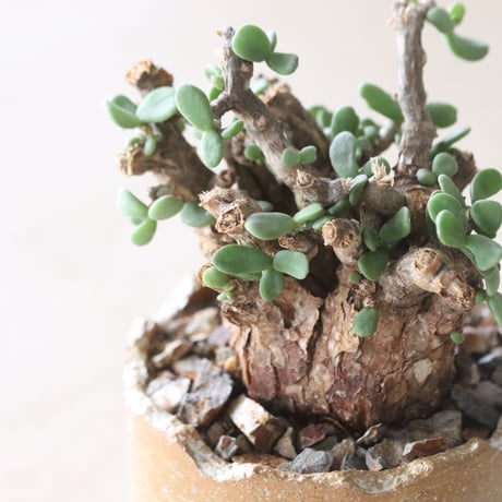 Ceraria pygmaea × N/OH (2.5号鉢)  no.420-51