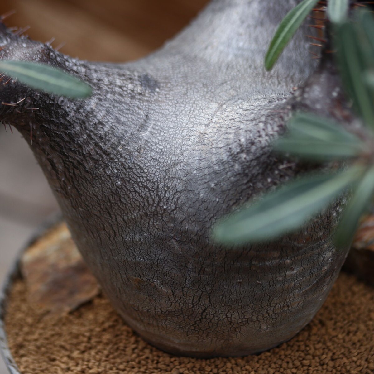 パキポディウム カクチペス / Pachypodium rosulatum var. cact