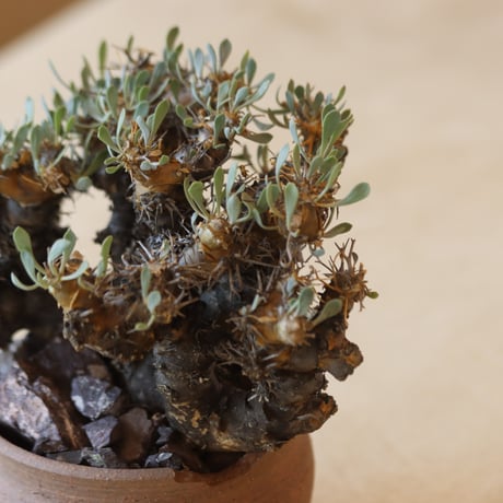 Othonna euphorbioides (黒鬼城) × N/OH   no.228-10