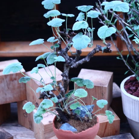 ぺラルゴ二ウム   エキナツム／Pelargonium  lechinatum   no.112152