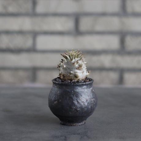 Pachypodium Densicaule /恵比寿大黒 × takero pot (2号)  no.706-17