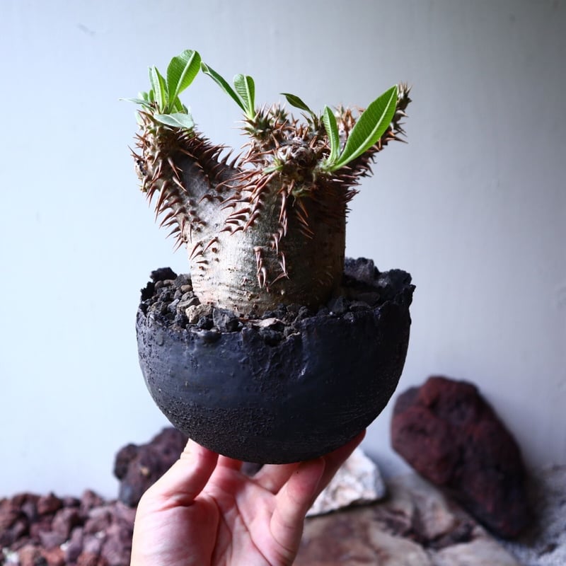 パキポディウム デンシフローラム パキポディウム デンシ フローラム Pachypodium densiflorum no