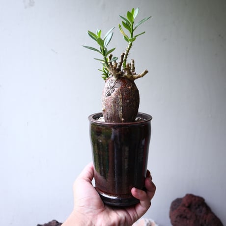 パキポディウム ビスピノーサム    Pachypodium bispinosum   no.90112