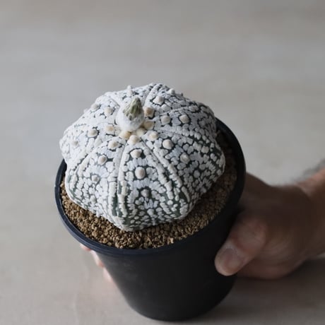 CATEGORY TAKATAKA | 芽の巣山