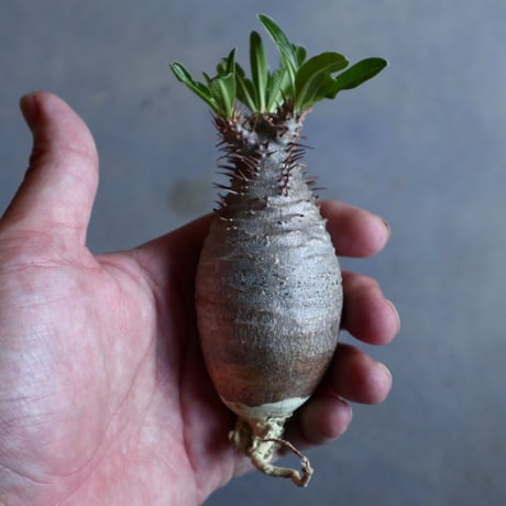 パキポディウム グラキリス   Pachypodium rosulatum var. gracilius no.110322