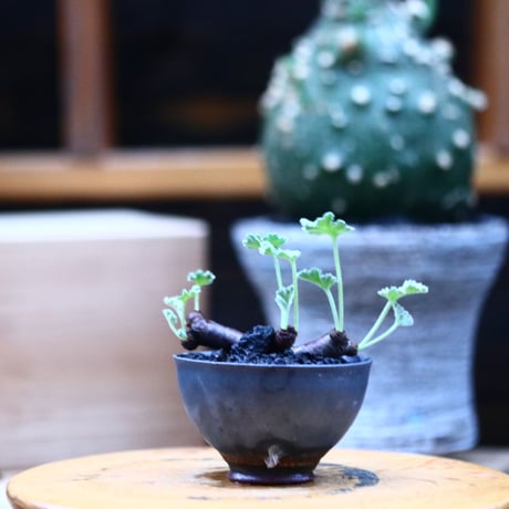 ペラルゴニム  ミラビレ／Pelargonium mirabile  　no.100336