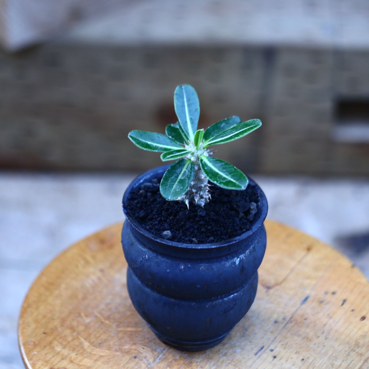 パキポディウム タッキー/Pachypodium'Tackyi' no.8292 パキポディウム タッキー/Pachypodium'Tackyi' no.8292