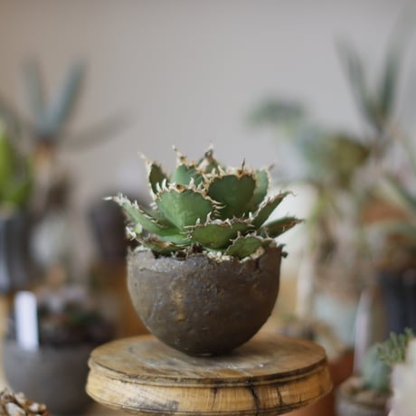 Agave titanota filigree × takero pot (3.5号)  no.1214/20