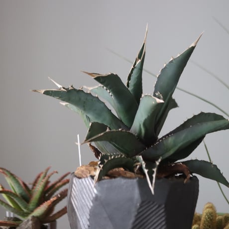 Agave titanota"FO-076" × N/OH　no.51951