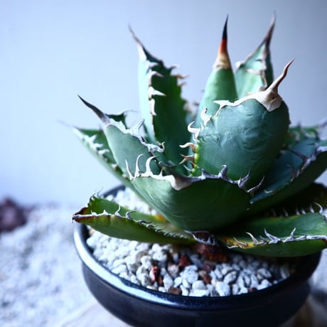 アガベ   チタノタ 　 Agave  titanota   no.121519