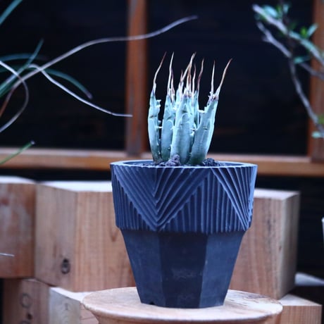 アガベ  ユタエンシス  エボリスピナ／Agave uthaensis var. eborispina     no.112149