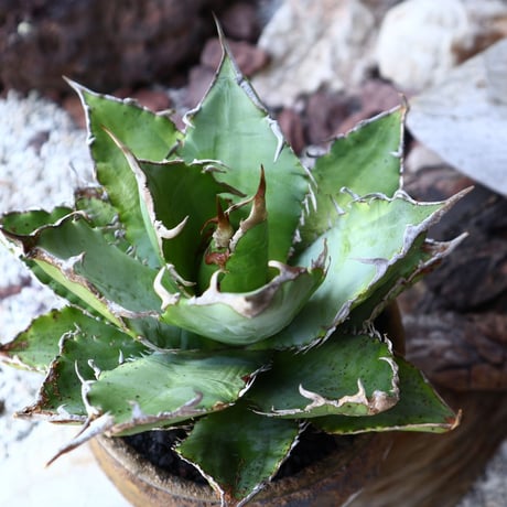 アガベ   チタノタ      Agave titanota   no.60243