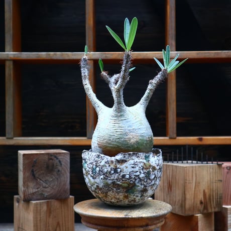パキポディウム  グラキリス／Pachypodium  gracilius   no.80752
