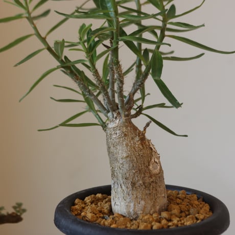 Pachypodium Succulentum  no.920-39
