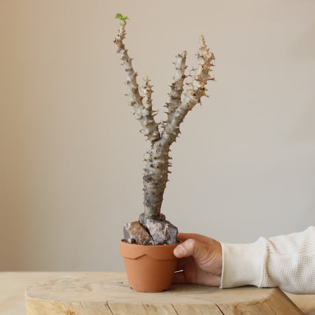 Jatropha fissispina × YAMABACHI (3号)  no.322/32