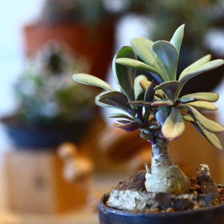 Senecio fulgens × YAMABACHI ver. takero pot    no.123147