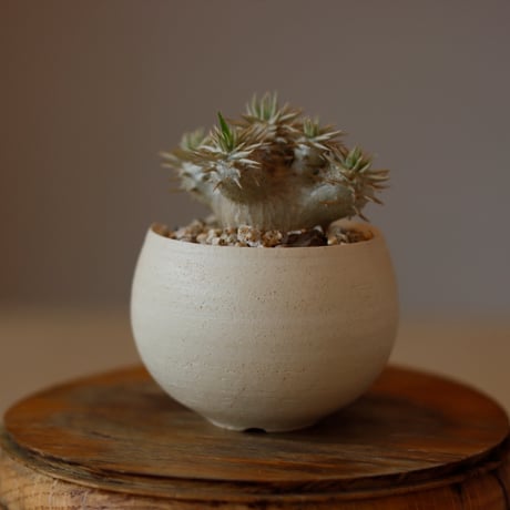 Pachypodium (Densicaule×enigmaticum) × N/OH (2.5号)  no.118/10